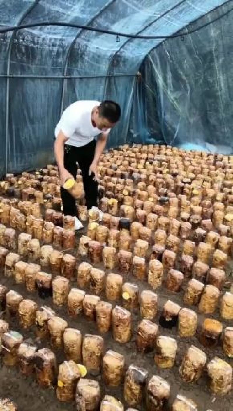 桑黄菌种西峡县科达菌种厂桑黄种植基地桑黄菌种菌包