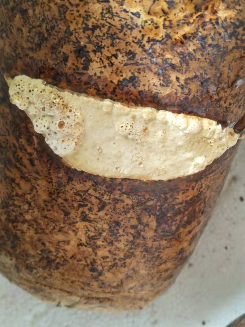 桑黄菌种西峡县科达菌种厂桑黄种植基地桑黄菌种菌包