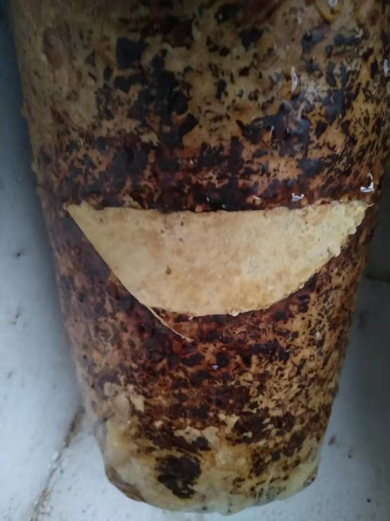 桑黄菌种西峡县科达菌种厂桑黄种植基地桑黄菌种菌包