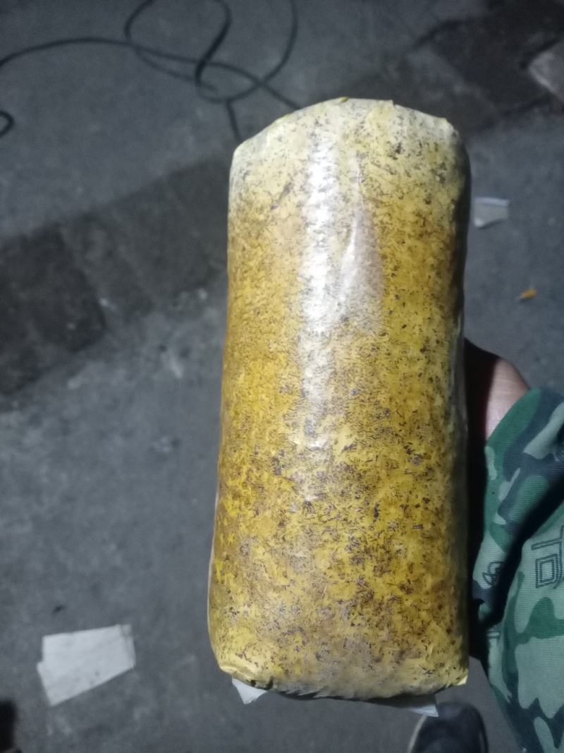 桑黄菌种西峡县科达菌种厂桑黄种植基地桑黄菌种菌包