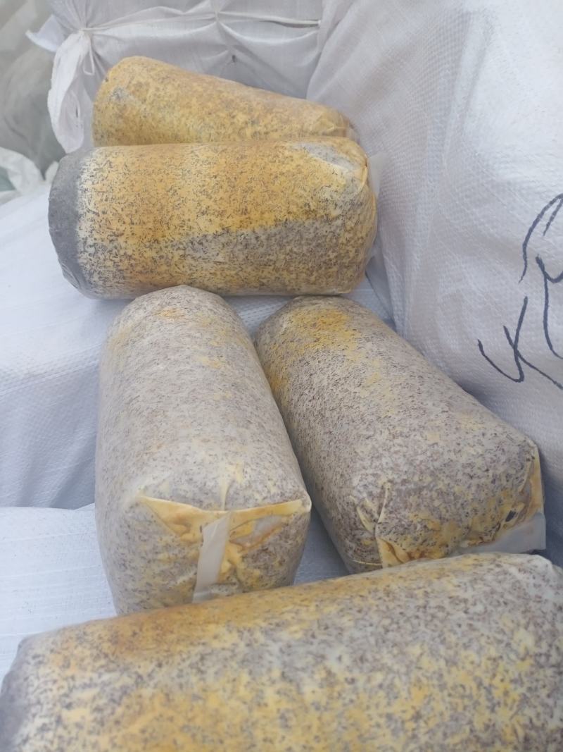 桑黄菌种西峡县科达菌种厂桑黄种植基地桑黄菌种菌包