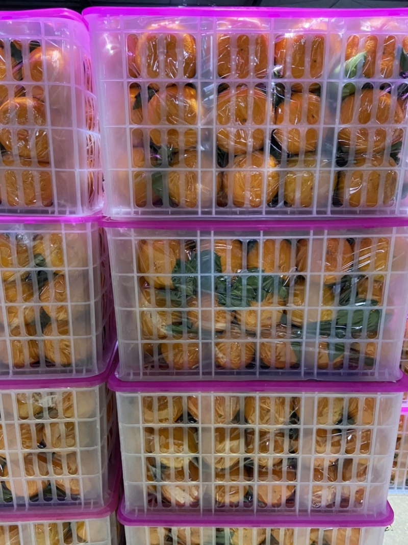 湖北宜昌清江芦柑碰柑无核口感纯甜个大皮毛光滑
