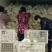 有机花菜-基地直供-货源充足--质量保证。