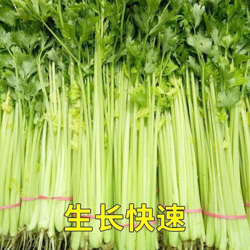 芹菜种子四季小香芹种籽山芹青菜籽春秋冬季农家盆栽阳台蔬菜