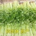 芹菜种子四季小香芹种籽山芹青菜籽春秋冬季农家盆栽阳台蔬菜