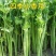 芹菜种子四季小香芹种籽山芹青菜籽春秋冬季农家盆栽阳台蔬菜