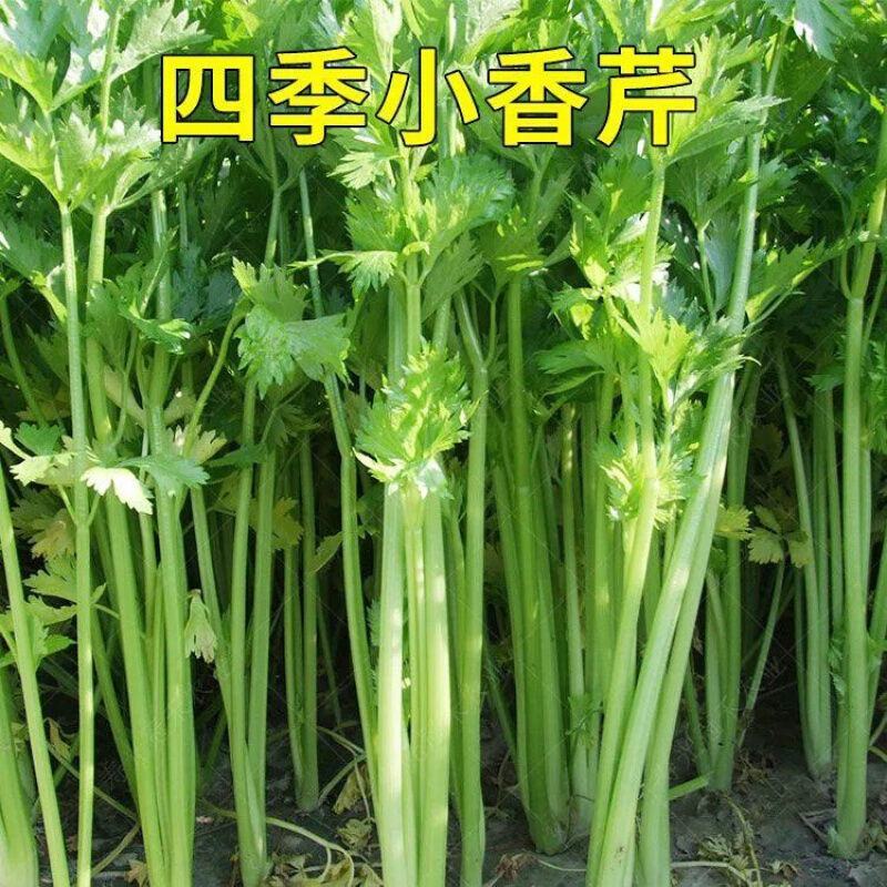 芹菜种子四季小香芹种籽山芹青菜籽春秋冬季农家盆栽阳台蔬菜