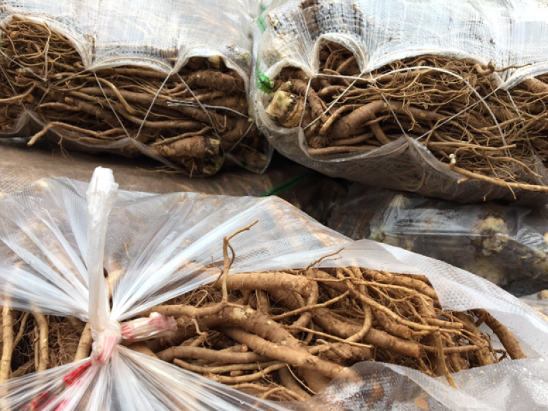 2公斤起批，日本甜当归种子，籽粒饱满、发芽粒高，纯度高、