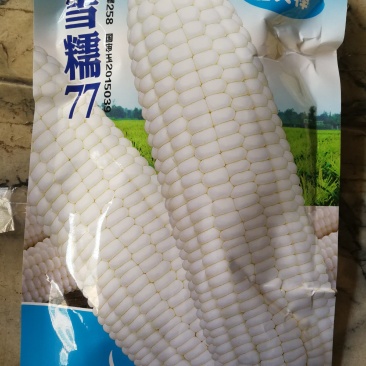 雪糯77玉米种肥大棒品质佳糯性强带甜味