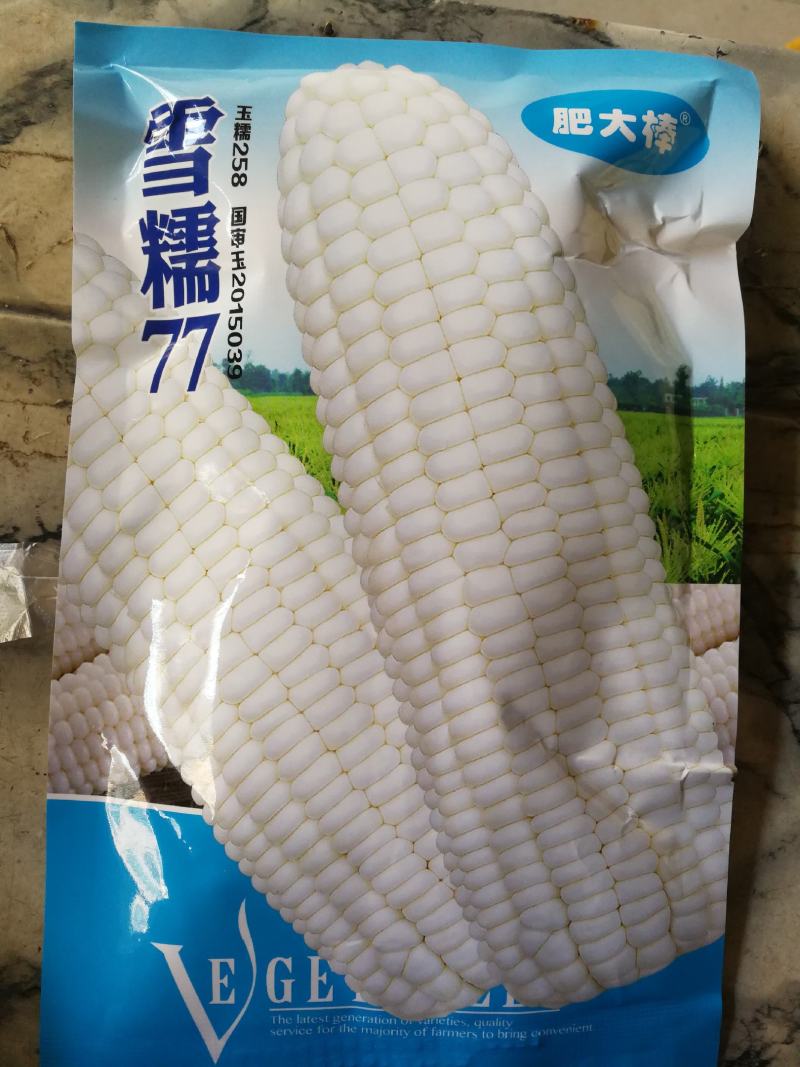 雪糯77玉米种肥大棒品质佳糯性强带甜味