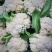 白面青梗紧花、基地直供～价格合理～货源充足