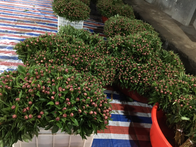 中江本地白芍花骨朵，1000枝起批，包邮费，花朵整齐。