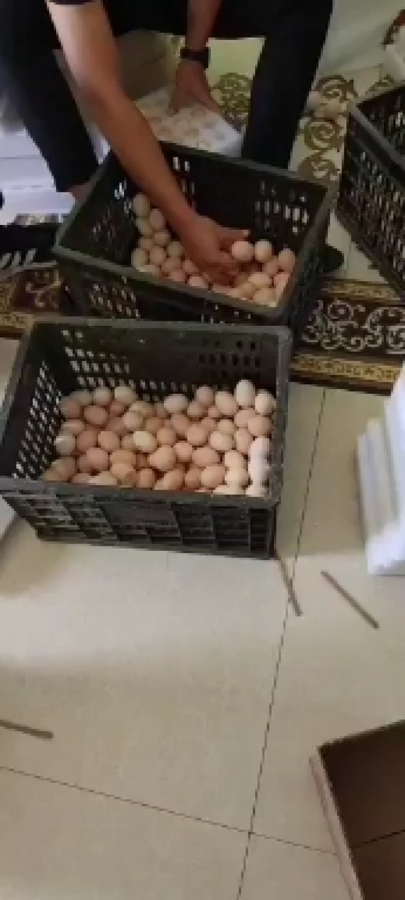 红瑶种蛋土鸡种蛋损坏包赔包邮费