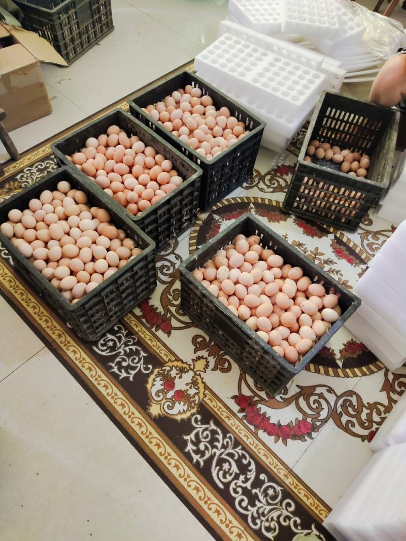 红瑶种蛋土鸡种蛋损坏包赔包邮费