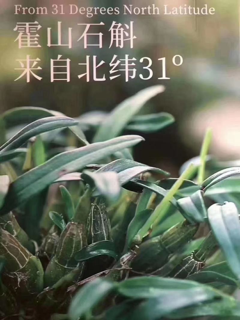 【霍山米斛鲜条】林下种植五年生胶质浓郁粘度高