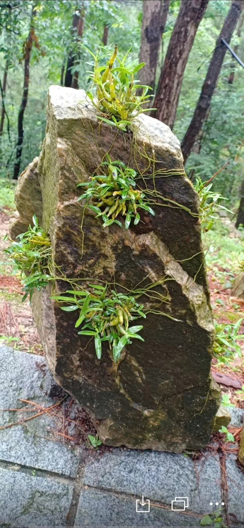 【霍山米斛鲜条】林下种植五年生胶质浓郁粘度高