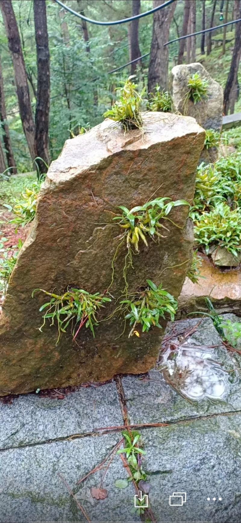 【霍山米斛鲜条】林下种植五年生胶质浓郁粘度高