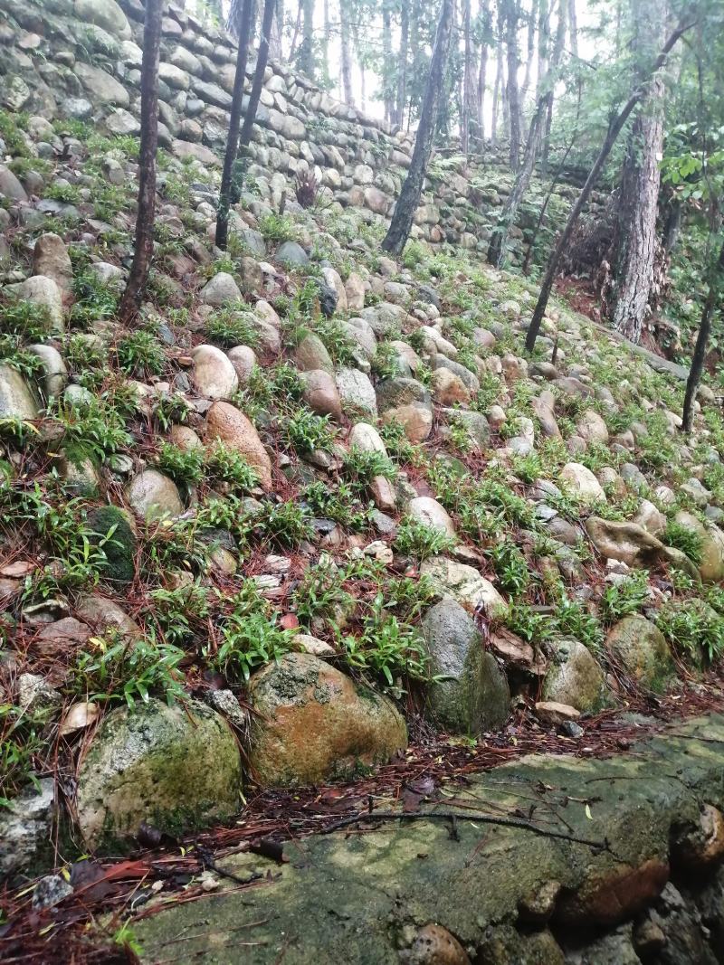 【霍山米斛鲜条】林下种植五年生胶质浓郁粘度高