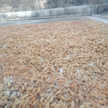 售玉米自产自家种地300
