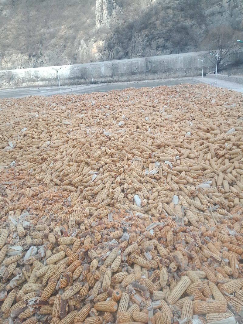 售玉米自产自家种地300