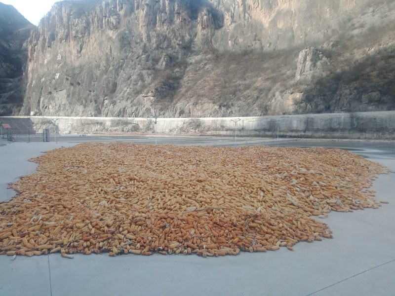 售玉米自产自家种地300