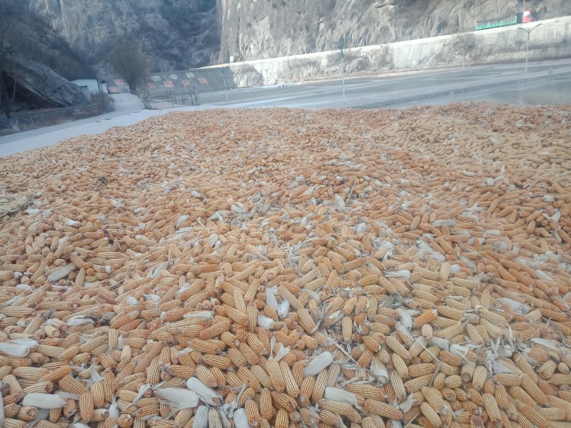 售玉米自产自家种地300