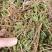 阴地蕨，一朵云，小春花，无硫，水洗，蛇不见，春不见