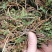 阴地蕨，一朵云，小春花，无硫，水洗，蛇不见，春不见