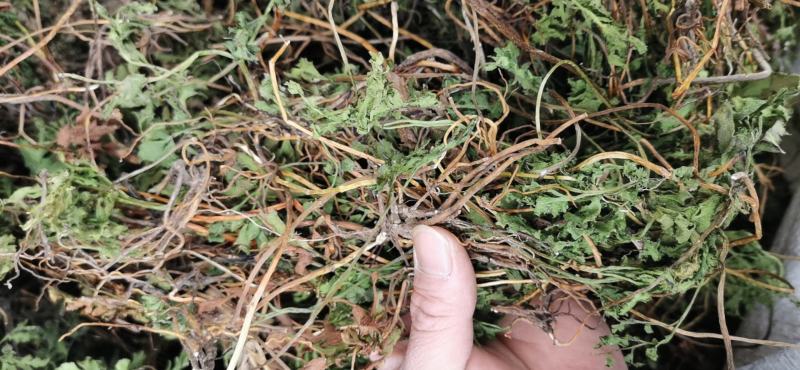 阴地蕨，一朵云，小春花，无硫，水洗，蛇不见，春不见