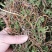 阴地蕨，一朵云，小春花，无硫，水洗，蛇不见，春不见