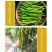 中科椒迈天椒103辣椒，条长40厘米，抗病能力，辣味浓连