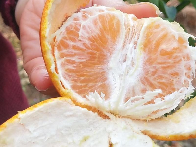 广西钦州灵山新鲜沃柑大量批发