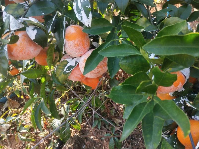 广西钦州灵山新鲜沃柑大量批发