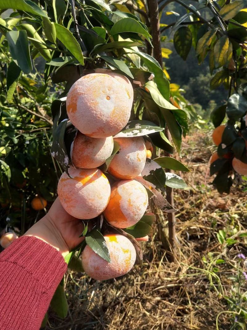广西钦州灵山新鲜沃柑大量批发