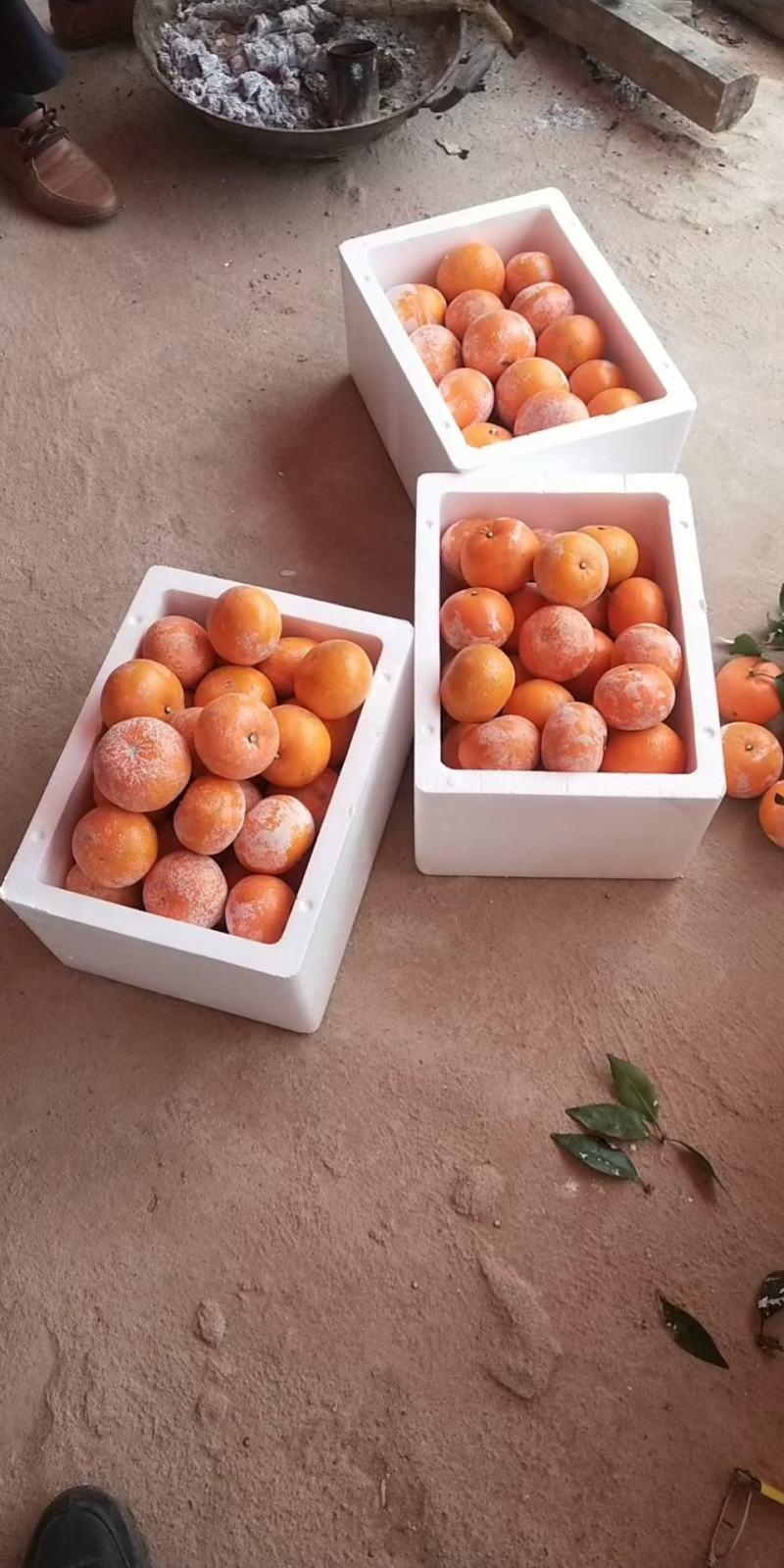 广西钦州灵山新鲜沃柑大量批发