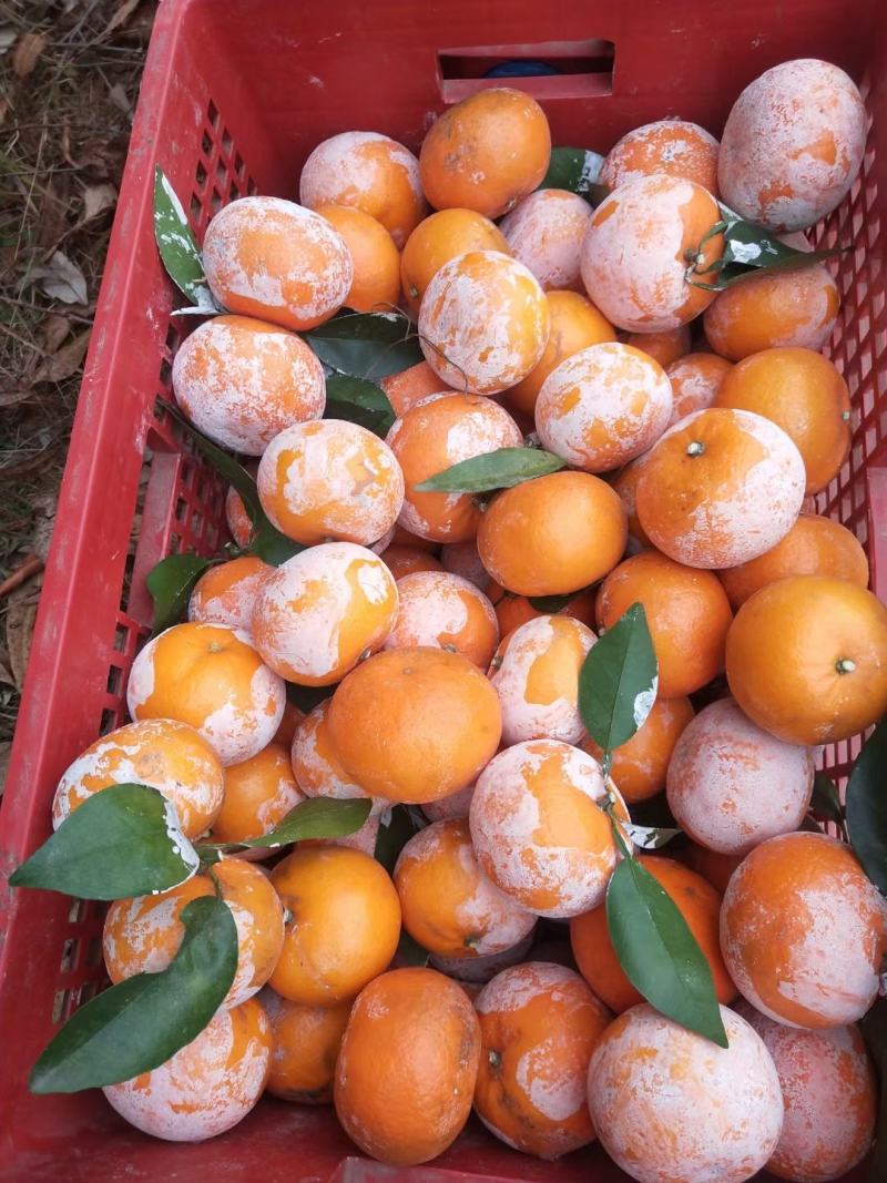 广西钦州灵山新鲜沃柑大量批发