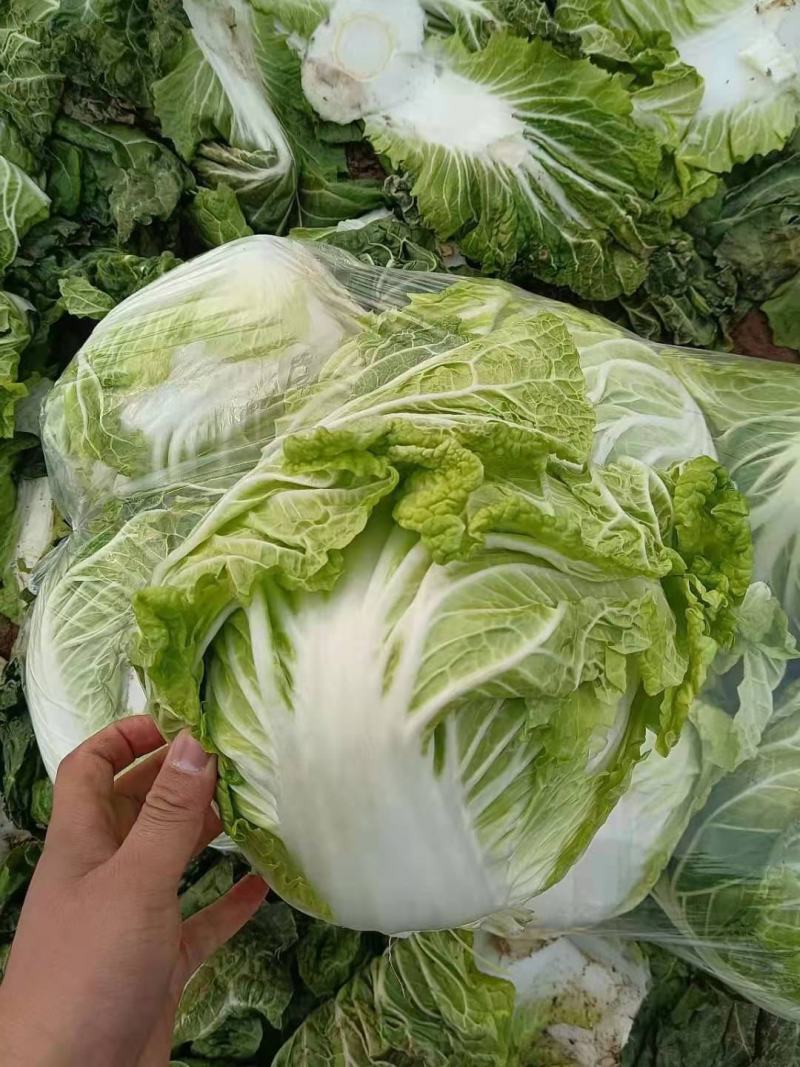 河南开封大白菜，基地大量供应，分拣打包，对接各大市场。