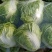 河南开封大白菜，基地大量供应，分拣打包，对接各大市场。