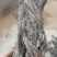纯野生甘肃丹参丹参片产地直供量大从优质量保证