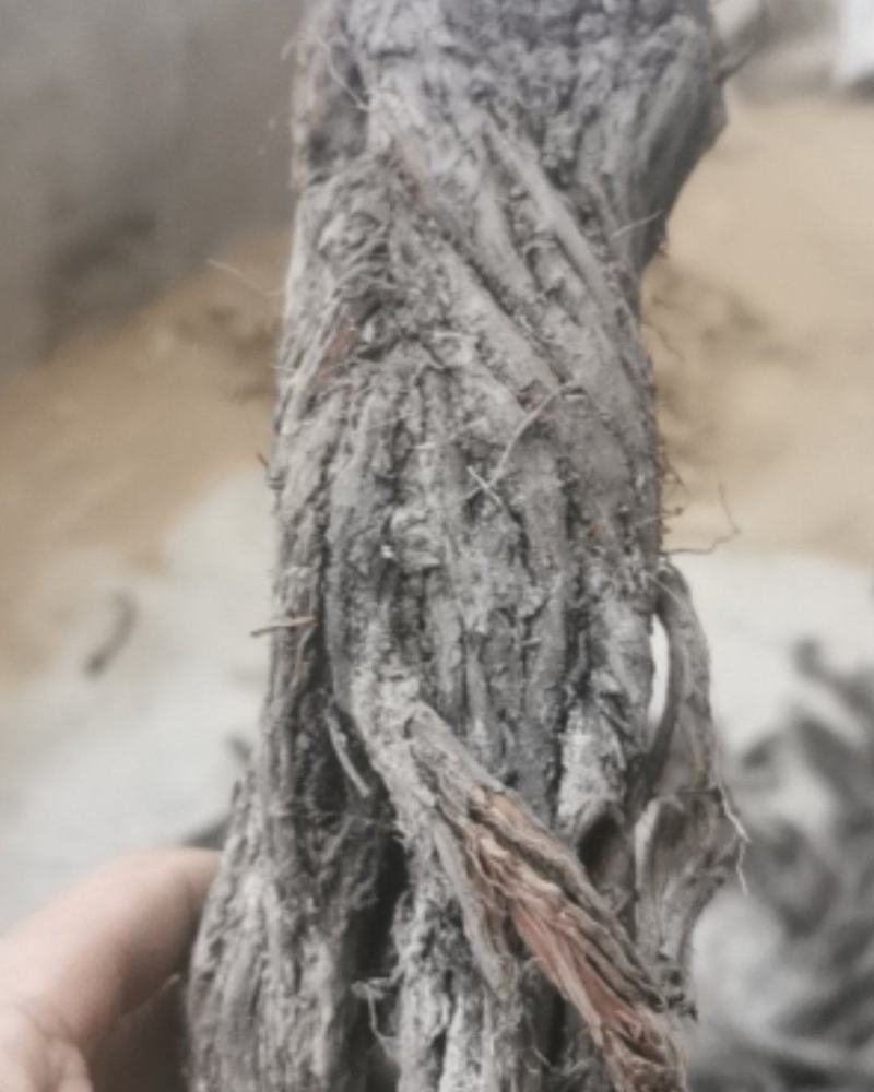 纯野生甘肃丹参丹参片产地直供量大从优质量保证