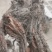 纯野生甘肃丹参丹参片产地直供量大从优质量保证