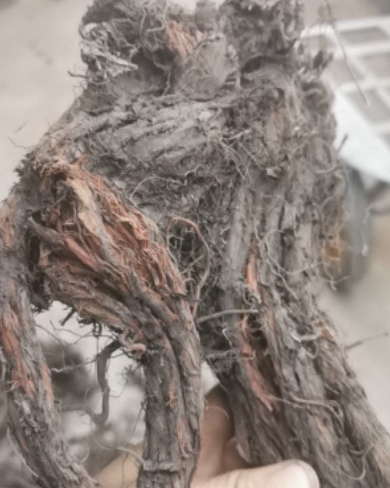纯野生甘肃丹参丹参片产地直供量大从优质量保证