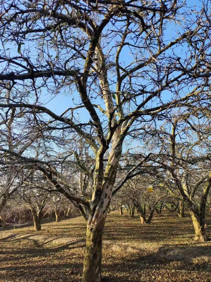 攀枝花老桩果石榴树，常年供应，电话联系我，可实地考察