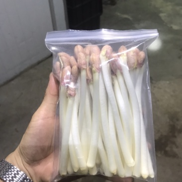 水培花生芽，零添加/技术咨询