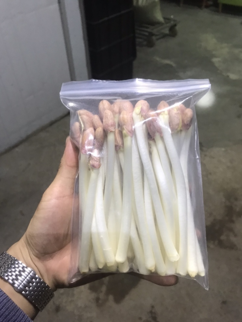 水培花生芽，零添加/技术咨询