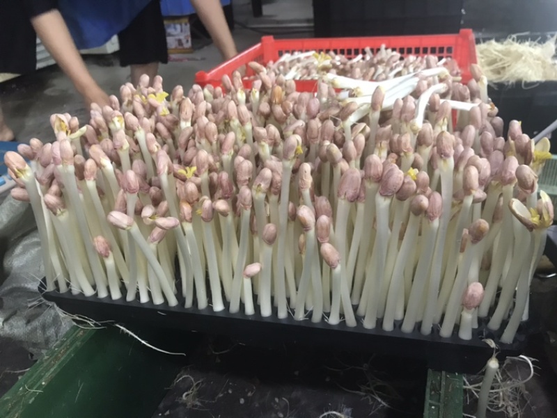 水培花生芽，零添加/技术咨询