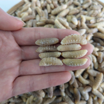 树蜂蛹3级，现货，七里蛹，黄脚蛹，熟冻，葫芦蜂3级蛹
