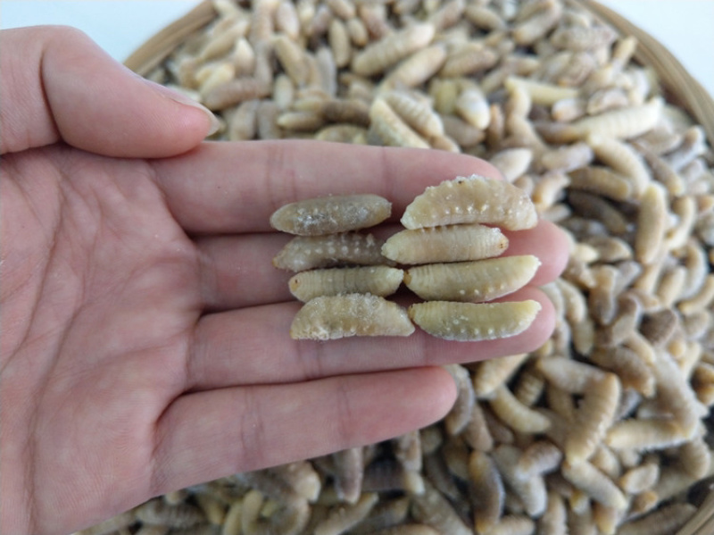 树蜂蛹3级，现货，七里蛹，黄脚蛹，熟冻，葫芦蜂3级蛹