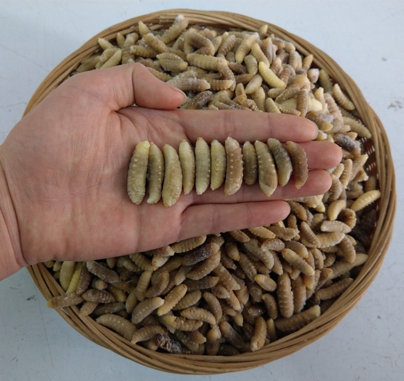 树蜂蛹3级，现货，七里蛹，黄脚蛹，熟冻，葫芦蜂3级蛹