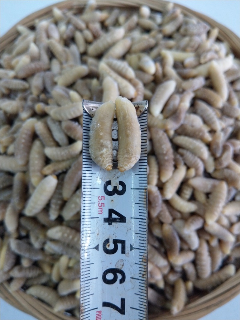 树蜂蛹3级，现货，七里蛹，黄脚蛹，熟冻，葫芦蜂3级蛹